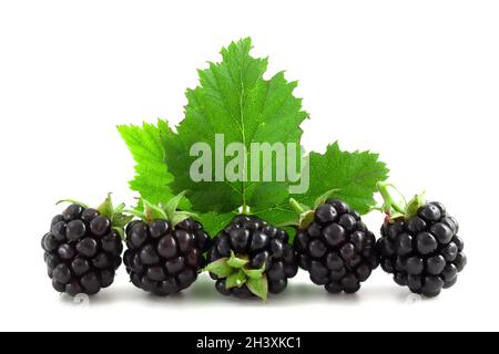 Blackberries with leaves isolated on white background. Fresh berries, healthy fruits. Stock Photo