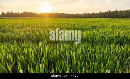 Corn field agriculture under a sunset sky. Green nature. Rural farm land in summer. Plant growth. Farming scene. Outdoor landsca Stock Photo