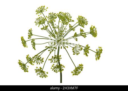 Dill flower isolated on white background Stock Photo