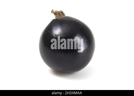 Black currant berry close up on white background. Stock Photo