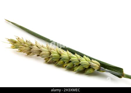 Spikelet of wheat isolated on white background close up. Half ripe ear of grain. Stock Photo