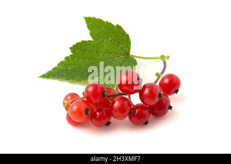 Close up of red currant isolated on white background. Stock Photo