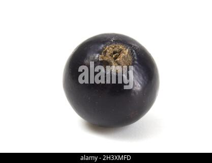 Black currant close up isolated on white background. Stock Photo