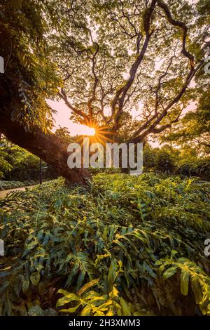 Vertical shot of sunlight through the thickly growing trees in the forest Stock Photo