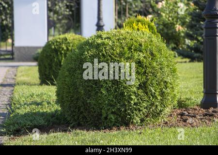 Spherical thuja, landscaping, plants in the backyard Stock Photo