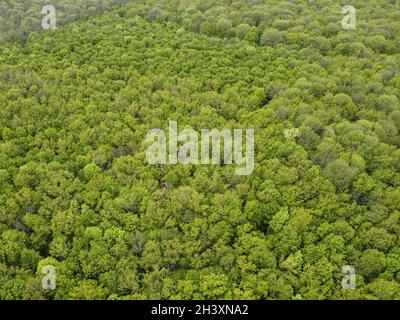 An aerial top view of thick green trees in the forest Stock Photo - Alamy