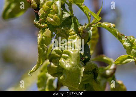 Sick peach leaves, twisted leaf from diseases and chemical burns of plants Stock Photo