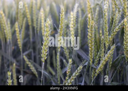 Spikelet of wheat on a background of crops with drops of morning dew. Selective focus Stock Photo