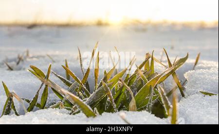 Winter wheat bush with under snow on the field. The morning sun shines bright rays on the leaves frozen by severe frost Stock Photo