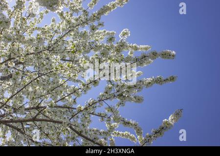 Dense plum blossoms on a blue background. Stock Photo