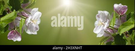 Floral background of apple blossom, place for copy space, sunbeams on blurred background. Stock Photo