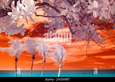 palm trees at the beach somewhere tropical in Florida with a twisted view of life in a digitally manipulated infrared image for a Miami style look Stock Photo