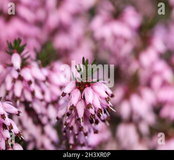 Pink Erica carnea flowers (winter Heath) in the garden in early spring Stock Photo