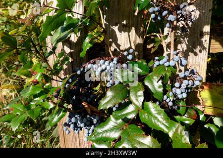 Mahonie (Mahonia auquifolium, Syn. Berberis aquifolium, Berberis nutkana, Odostemon aquifolium ) - Strauch mit reifen Früchten Stock Photo