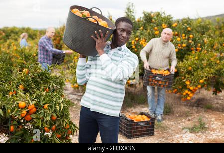 Workers picking mandarins in boxes on farm Stock Photo