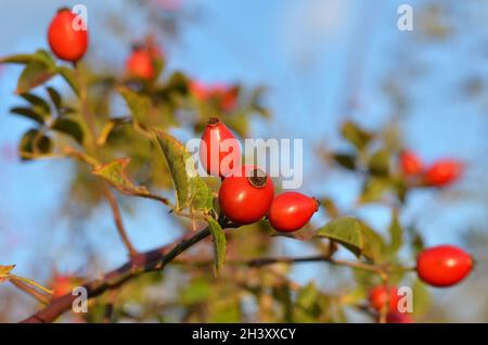 Red rosehip fruits on a bush against a blue sky background. Rosehip fruits are especially rich in vitamin C. Stock Photo