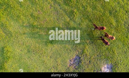 Aerial view of grazing horses on a meadow. Beautiful countryside scenery with horses from above. Background or texture concept. Stock Photo