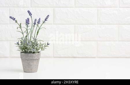 Growing lavender in a gray ceramic pot on a white table. White brick wall background Stock Photo