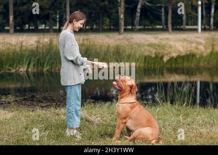Dogue de Bordeaux or French Mastiff with young woman playing with ball at outdoor park Stock Photo