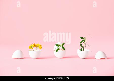 Flowers in eggshell on pink background Stock Photo
