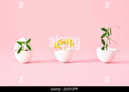 Flowers in eggshell on pink background Stock Photo