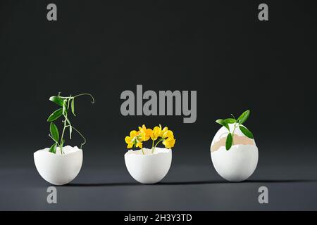 Flowers in eggshell on black background. Stock Photo