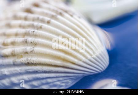 White conch shell on water with reflection Stock Photo