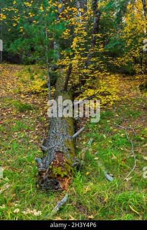 Fallen tree stump surrounded by green grass and yellow leaves Stock Photo