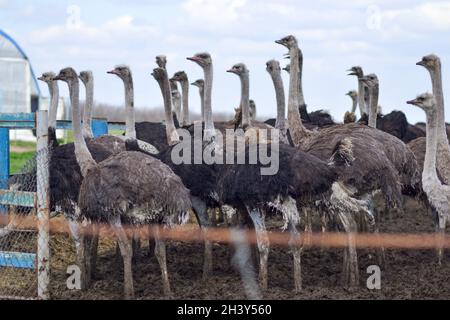 A flock of ostriches on an farm. Stock Photo