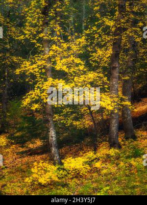 Dreamy yellow fall colored trees in forest, vertical image.  Stock Photo