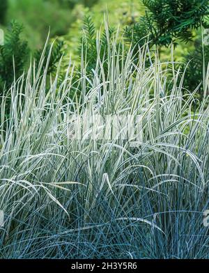 Decorative blue grass and white green striped. Blue Fescue and Arrhenatherum elatius bulbosum variegatum Stock Photo