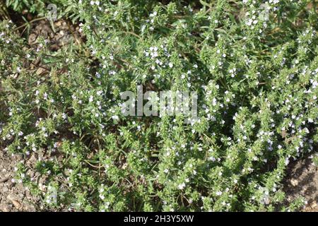 Satureja hortensis, summer-savory Stock Photo