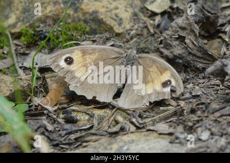 Maniola jurtina, meadow brown Stock Photo