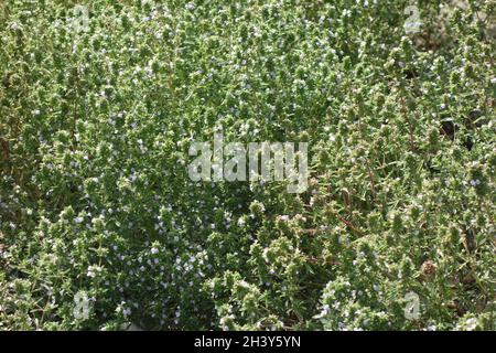 Satureja hortensis, summer-savory Stock Photo