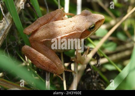 Rana dalmatina, agile frog Stock Photo
