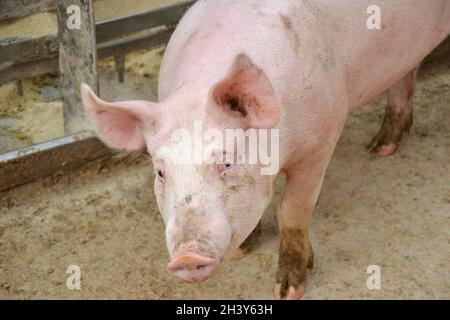 Big pig in pen on a farm. Stock Photo