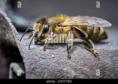 Western honey bee (Apis mellifera), European honey bee. Stock Photo