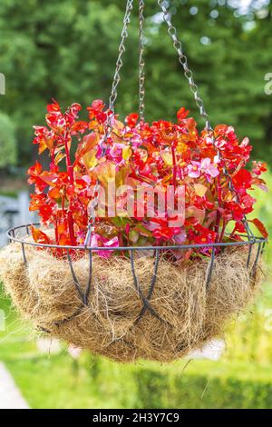 Flowerpot with bright red begonia hanging in the garden Stock Photo