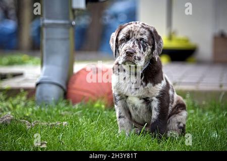 Spotted Labrador Retriever Puppy. Stock Photo