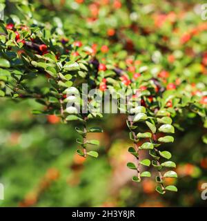 Green leaves on the branches of a horizontal cotoneaster bush in a sunny garden in autumn. Bokeh background Stock Photo