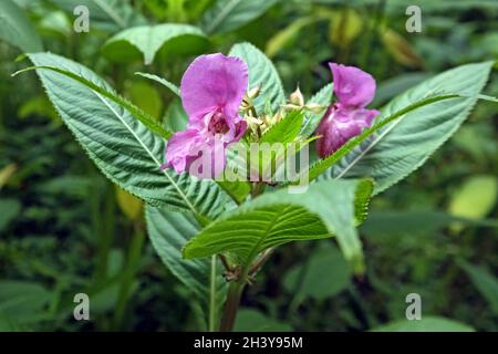 Glandular balsam ( Impatiens glandulifera ). Stock Photo