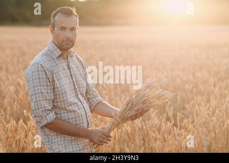 Man farmer holds sheaf of wheat ears in cereal field at sunset. Farming and agricultural harvesting, Stock Photo