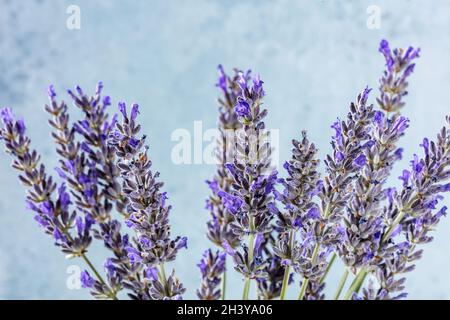 Lavender flowers on a blue background, many lavandula plants in bloom Stock Photo