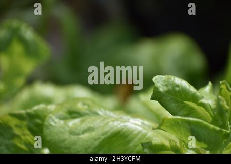 An extreme close-up of some nice green leaves in my garden. They are sugar snap pea leaves. Stock Photo