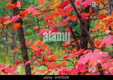 Vine maple leaves at peak fall color on Mt. Lemmon, Tucson Arizona Stock Photo