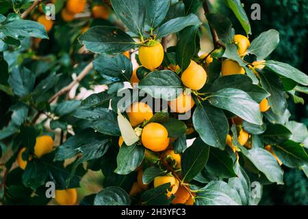 Orange and yellow ripe persimmon fruits on tree branches. Stock Photo