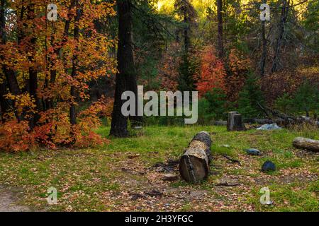 Cut down tree stump lying on meadow with fall colored leaves in background Stock Photo