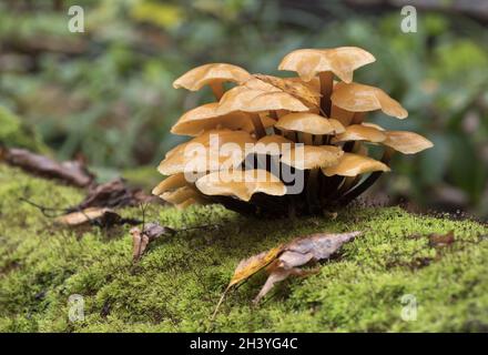 Mushrooms growing on a tree trunk covered by moss in the autumn forest. Stock Photo