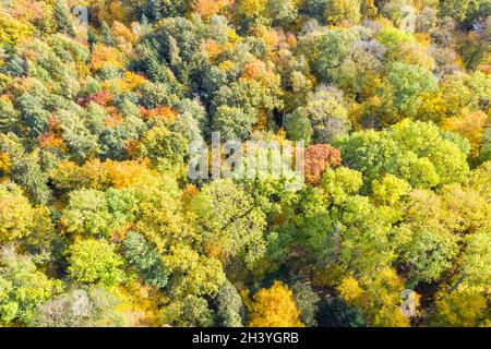 Forest trees tree in autumn colorful leaves season aerial photo Stock Photo