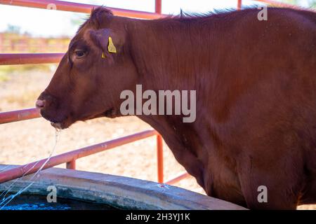 cattle coming in for feed Stock Photo